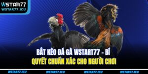 Bắt Kèo Đá Gà WSTART77 – Bí Quyết Chuẩn Xác Cho Người Chơi 17 Bắt Kèo Đá Gà WSTART77