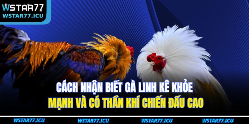 Cách nhận biết gà linh kê khỏe mạnh và có thần khí chiến đấu cao