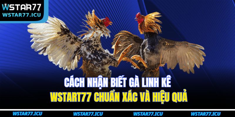 Cách Nhận Biết Gà Linh Kê WSTART77 Chuẩn Xác Và Hiệu Quả 9 Cách Nhận Biết Gà Linh Kê