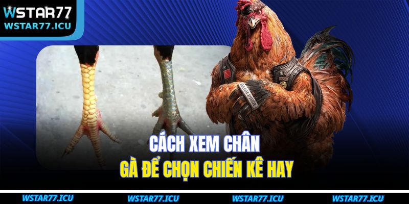 Cách xem chân gà để chọn chiến kê hay