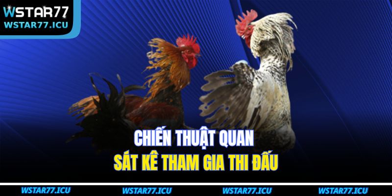 Đá Gà Đại Chiến WSTART77: Kinh Nghiệm Và Chiến Thuật Cá Cược 3 Chiến thuật quan sát kê tham gia thi đấu