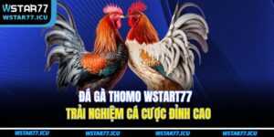 Đá Gà Thomo WSTART77 – Trải Nghiệm Cá Cược Đỉnh Cao 18 Đá Gà Thomo WSTART77