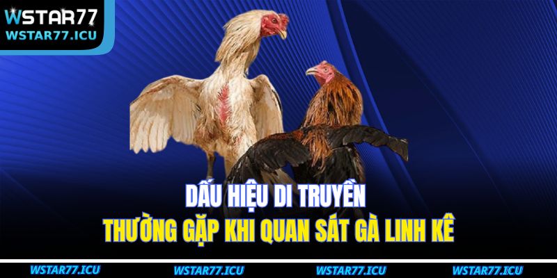 Dấu hiệu di truyền thường gặp khi quan sát gà linh kê