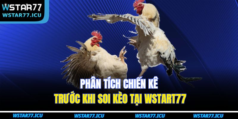 Đá Gà Thomo WSTART77 – Trải Nghiệm Cá Cược Đỉnh Cao 3 Phân tích chiến kê trước khi soi kèo tại WSTART77