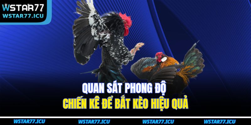 Bắt Kèo Đá Gà WSTART77 – Bí Quyết Chuẩn Xác Cho Người Chơi 3 Quan sát phong độ chiến kê để bắt kèo hiệu quả