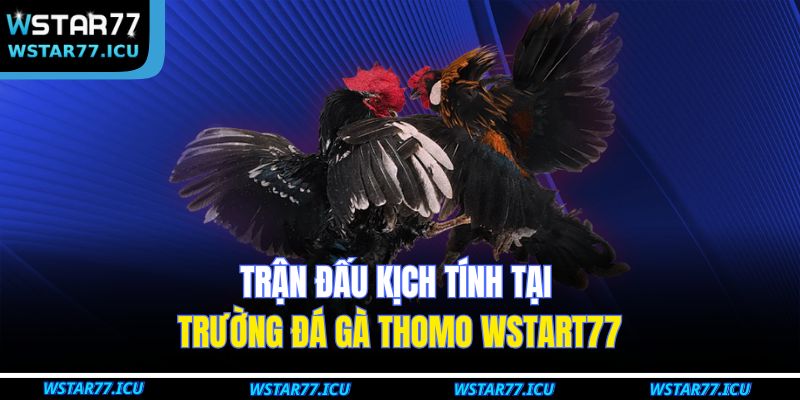 Đá Gà Thomo WSTART77 – Trải Nghiệm Cá Cược Đỉnh Cao 2 Trận đấu kịch tính tại trường đá gà Thomo WSTART77
